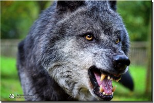 Kandische Wölfe - Foto Wolfspark Werner Freund by Michael Schönberger - Schoenberger.Photography